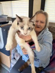 Lost Female Cat last seen E Lake Ave & N 18th St, Tampa, FL 33610
