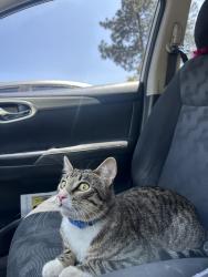 Reunited Male Cat last seen mission boulevard, Riverside, CA 92509