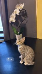 Reunited Male Cat last seen Overland Ave and Venice Blvd, Culver City, CA 90232