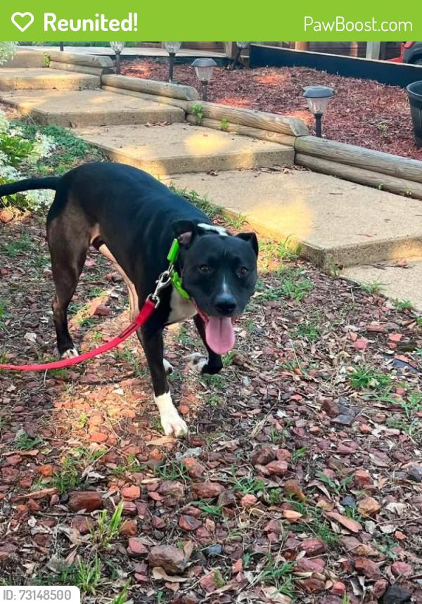 Reunited Female Dog last seen Edwards Rd off hickory nut rd, Spartanburg County, SC 29349