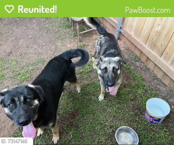 Reunited Male Dog last seen NE 108th and Indian Hills, Norman, OK 73026