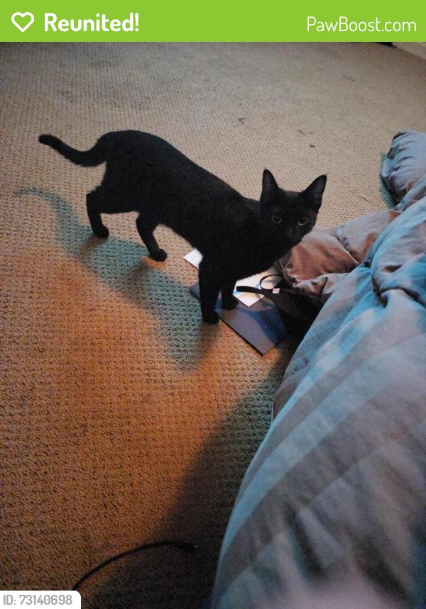 Reunited Female Cat last seen Goodwin, Vista, CA 92084