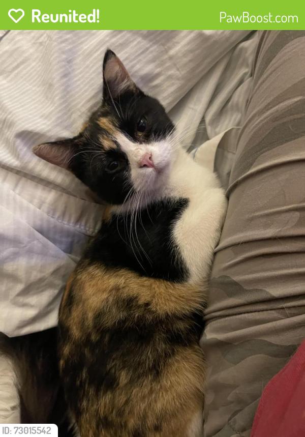 Reunited Female Cat last seen Old Missouri Road, Springdale, AR 72764
