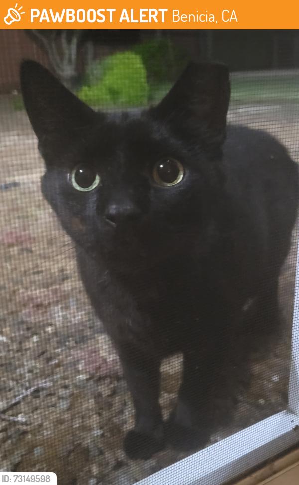 Found/Stray Unknown Cat last seen Clifton ct and Channing cir, Benicia, Benicia, CA 94510