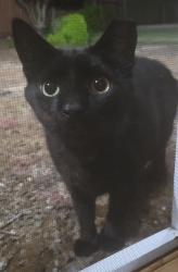 Found/Stray Unknown Cat last seen Clifton ct and Channing cir, Benicia, Benicia, CA 94510