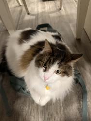 Lost Male Cat last seen Rocklin Elementary School, Rocklin, CA 95677