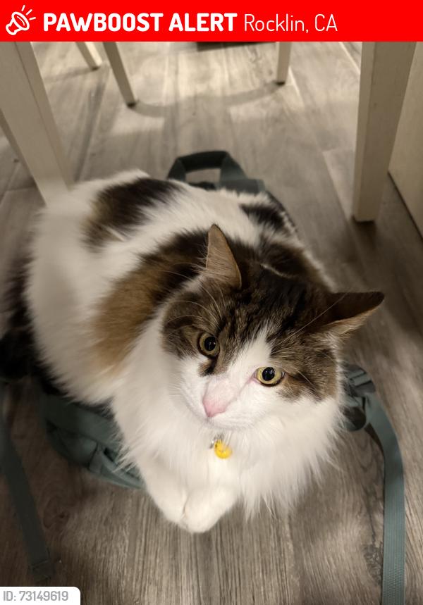 Lost Male Cat last seen Rocklin Elementary School, Rocklin, CA 95677