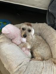 Reunited Female Dog last seen Near Gannon Terrace, Fremont, CA 94555, USA, Fremont, CA 94555