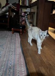 Reunited Male Cat last seen E Jackson st between N El Molino and N Los Robles, Pasadena, CA 91104