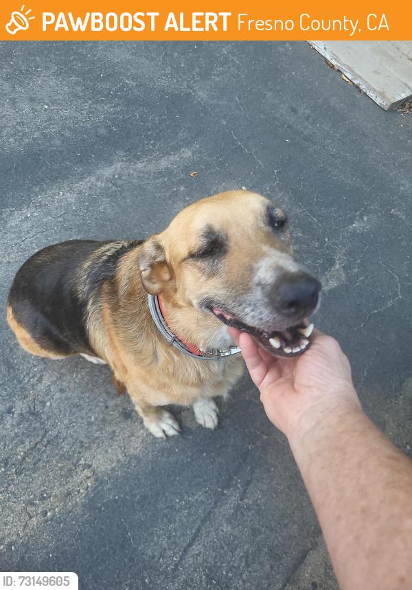 Found/Stray Female Dog last seen E central & S Mccall, Fresno County, CA 93657