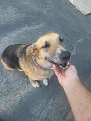 Found/Stray Female Dog last seen E central & S Mccall, Fresno County, CA 93657