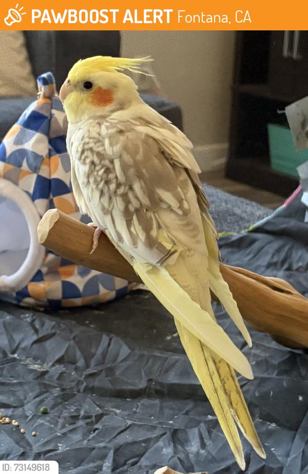 Found/Stray Unknown Bird last seen Fox Ridge Drive, Fontana, CA 92336