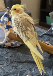 Found/Stray Unknown Bird last seen Fox Ridge Drive, Fontana, CA 92336