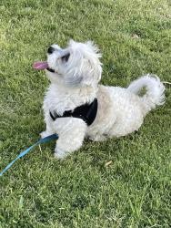 Lost Male Dog last seen Native sunflower and campo grande, North Las Vegas, NV 89031