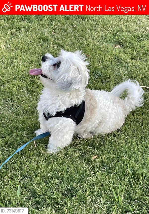 Lost Male Dog last seen Native sunflower and campo grande, North Las Vegas, NV 89031