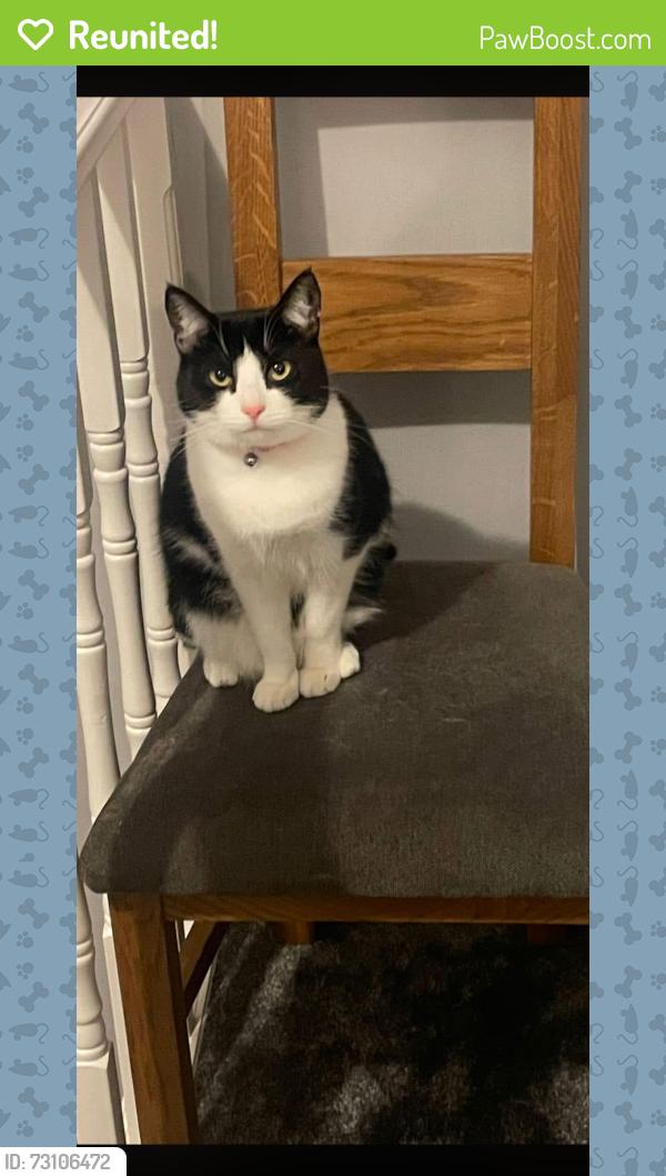 Reunited Female Cat last seen Back garden of Hadyn Grove, West Midlands, England 