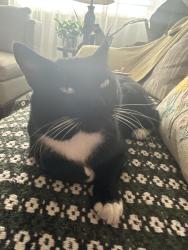 Lost Male Cat last seen A st Hayward ca, Hayward, CA 94541