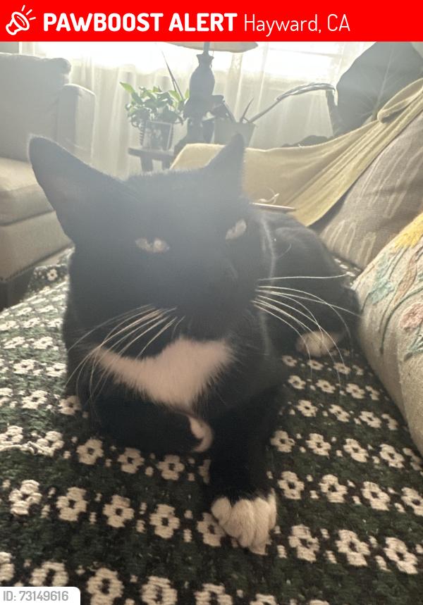 Lost Male Cat last seen A st Hayward ca, Hayward, CA 94541