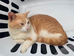 Lost Male Cat last seen Fuentes de castilla, valle del norte, Valle del Norte, N.L. 65516