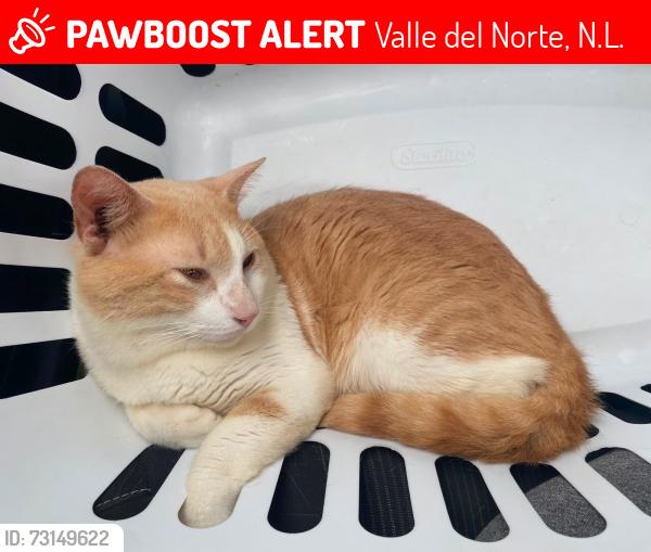 Lost Male Cat last seen Fuentes de castilla, valle del norte, Valle del Norte, N.L. 65516