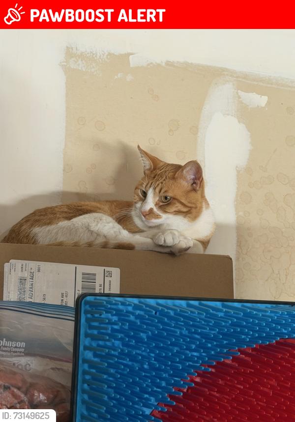 Lost Female Cat last seen Nancy Lopez, Rio Communities, NM 87002