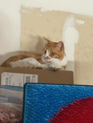 Lost Female Cat last seen Nancy Lopez, Rio Communities, NM 87002