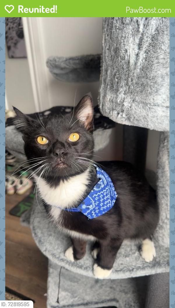 Reunited Male Cat last seen Provost, Montréal, QC H8S 2Y4