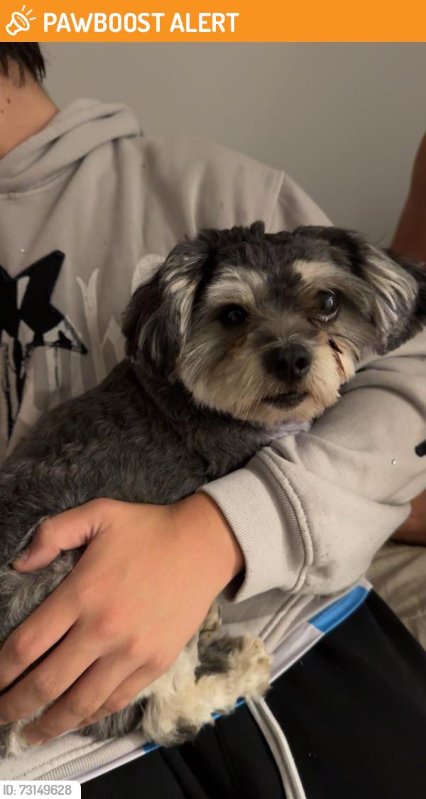 Found/Stray Male Dog last seen Avocado Crest Rd, La Habra Heights, CA 90631