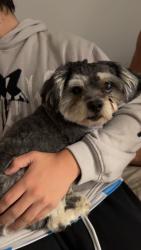 Found/Stray Male Dog last seen Avocado Crest Rd, La Habra Heights, CA 90631