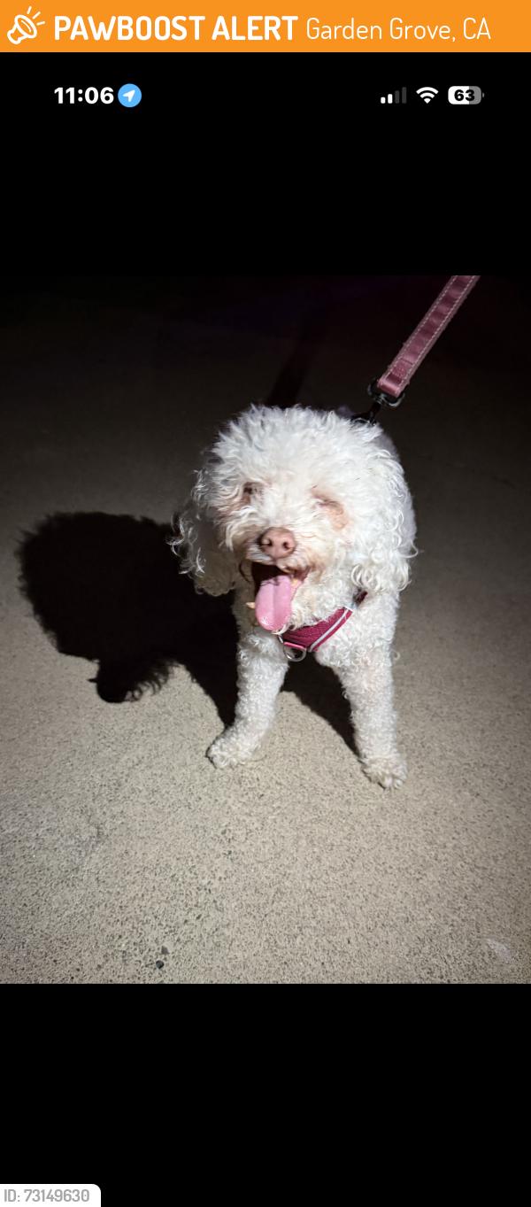 Found/Stray Unknown Dog last seen Cerulean, Garden Grove, CA 92845