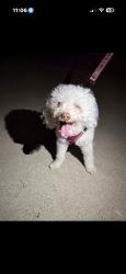 Found/Stray Unknown Dog last seen Cerulean, Garden Grove, CA 92845