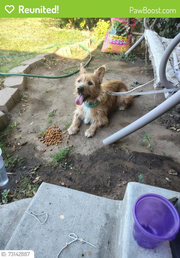 Reunited Unknown Dog last seen Peach and West Richert, Clovis, CA 93612