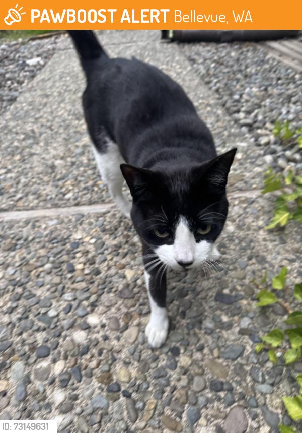 Found/Stray Unknown Cat last seen Bennett elementary school, Bellevue, WA 98008
