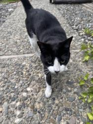 Found/Stray Unknown Cat last seen Bennett elementary school, Bellevue, WA 98008