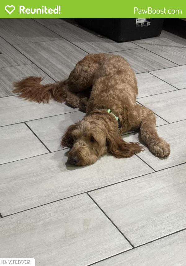 Reunited Female Dog last seen Monument pkwy, Perris, CA 92570