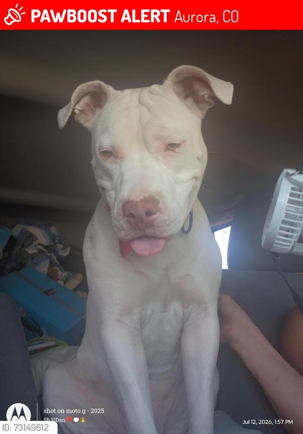 Lost Female Dog last seen Near the mecca cannabis store, Aurora, CO 80010