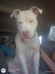 Lost Female Dog last seen Near the mecca cannabis store, Aurora, CO 80010