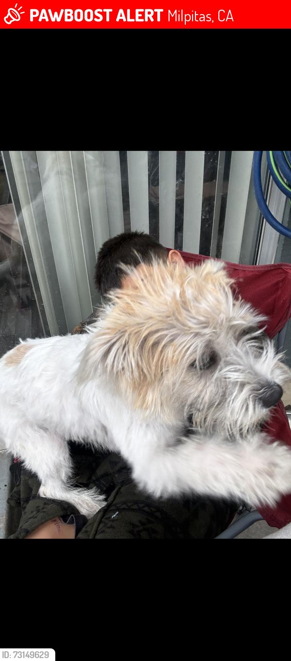 Lost Female Dog last seen Calaveras rd, Milpitas, CA 95035