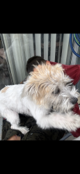 Lost Female Dog last seen Calaveras rd, Milpitas, CA 95035