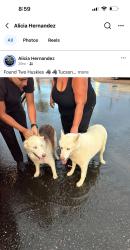 Reunited Female Dog last seen Cardinal Ave and Holiday, Tucson, AZ 85746