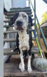 Reunited Female Dog last seen Rasmussen, Kelso, QLD 4815