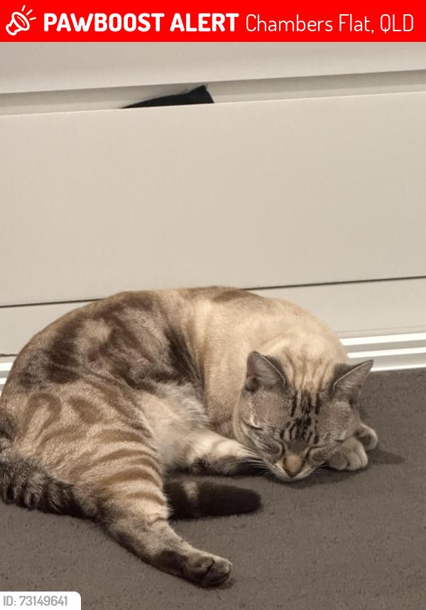 Lost Male Cat last seen Near chambers ridge bvd park ridge, Chambers Flat, QLD 4133