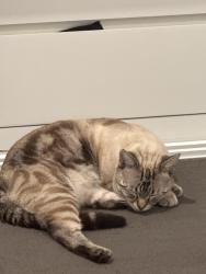 Lost Male Cat last seen Near chambers ridge bvd park ridge, Chambers Flat, QLD 4133