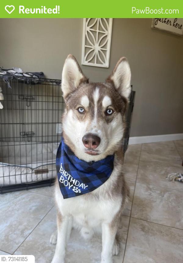 Reunited Male Dog last seen Taqueria La Costa, Tracy, CA 95376