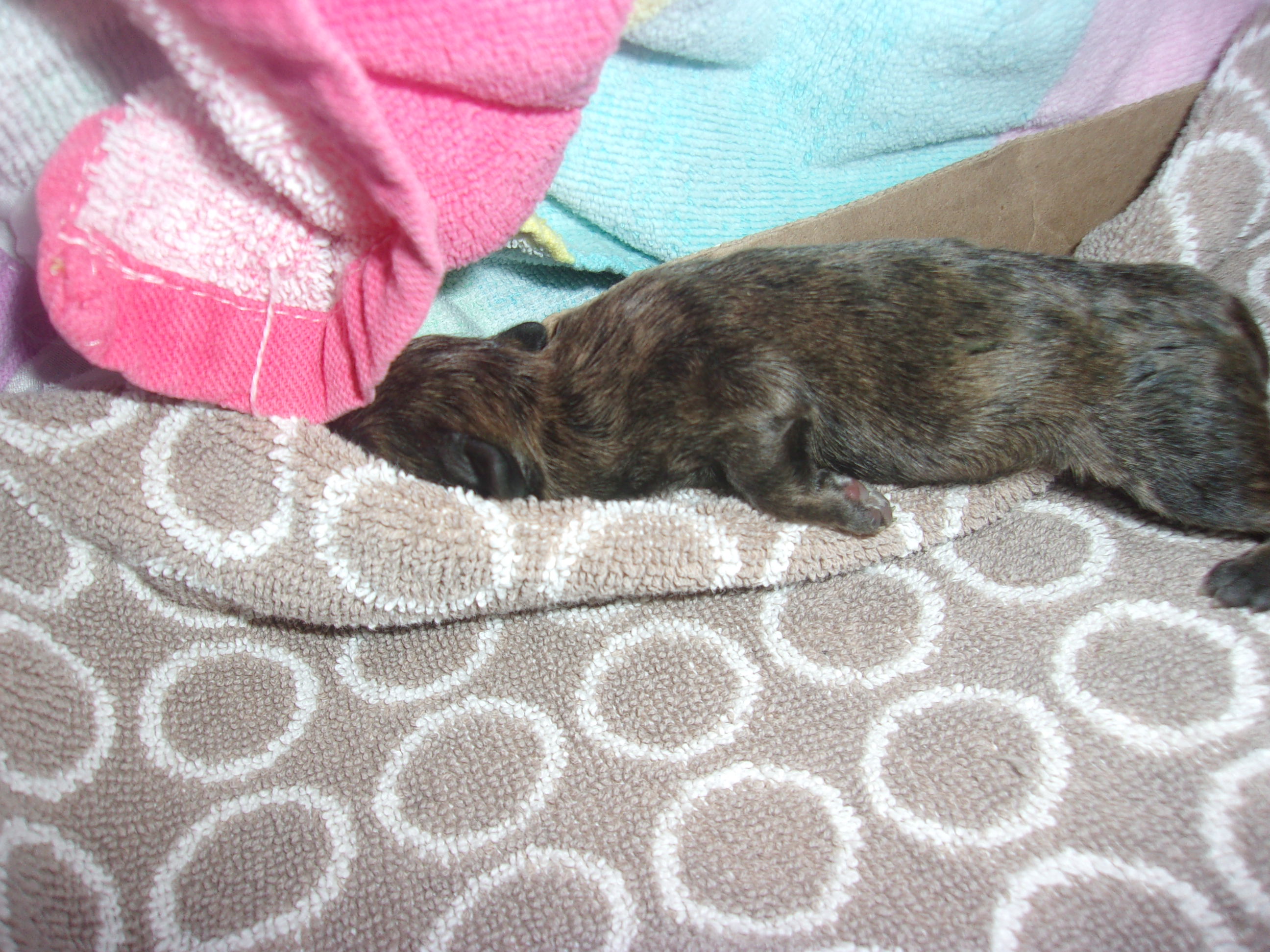 Shelter Stray Unknown Dog last seen , 14409 Vanowen St, Van Nuys, CA 91405, USA