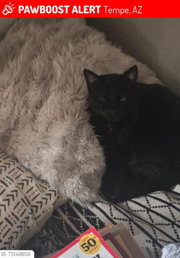 Lost Female Cat last seen Motel six extended stay tempe arizona, Tempe, AZ 85283