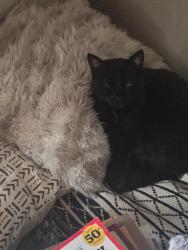 Lost Female Cat last seen Motel six extended stay tempe arizona, Tempe, AZ 85283