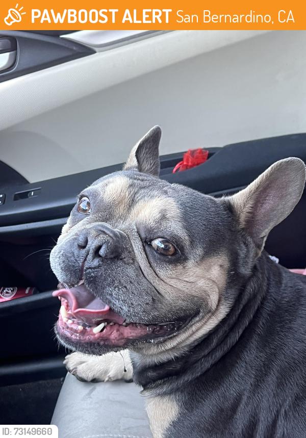 Found/Stray Male Dog last seen 9th st San Bernardino, San Bernardino, CA 92408