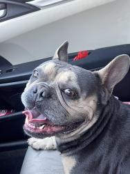 Found/Stray Male Dog last seen 9th st San Bernardino, San Bernardino, CA 92408