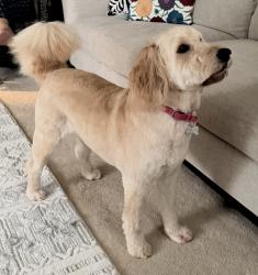Reunited Female Dog last seen South Run Rec Center; Sangster Elementary School, Springfield, VA 22153